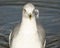 Seagull swimming forwards with eyes staring straight ahead into camera