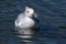 Seagull swimming in a fresh water lake.