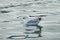 Seagull swimming on the water in Irish sea.