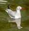 Seagull swimming on water with reflection