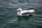 Seagull swims alone on water.