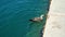 Seagull swims in azure sea near pier and eats shellfish