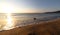 A Seagull swims on the beach in the sea at dawn