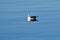 seagull swims on the fjord in Norway. The sea bird is reflected in the water