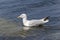 Seagull swims in the sea in light waves