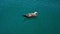 Seagull swims in sea shining under sun rays on summer day