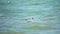 Seagull swims in the sea. Slow motion