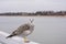 A seagull with tags on its paws sitting on a wooden pier on the background of the sea coast on a cloudy day