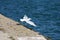 Seagull Take Off