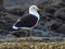 A seagull takes a break on a tidal pool wall.