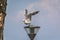 Seagull takes off from the lamp by the sea