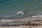 Seagull takes off towards the sea