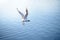 Seagull takes off from the water with splashes