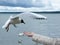 A seagull taking food from the hand