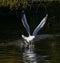 Seagull taking off on the lake with water splashing