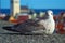 Seagull at Tallinn