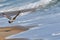 A Seagull or Tern playing in the Surf