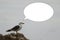 Seagull with text balloon. Funny thinking bird. Speech bubble, copy space for design.