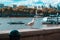 Seagull on the Thames