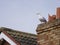 Seagull on tiled roof of house, next to broken chimney