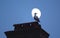 Seagull on the top of the chimney