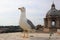 Seagull on top of the San Pietro Dome, Vatican City