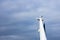 Seagull on top of a ship in Volendam harbour , The Netherlands