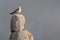 Seagull on top of stacked granite rocks preening feathers.