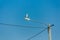 Seagull on top of street lamp connected to power lines, Lagos, P