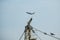 Seagull on a tower crane