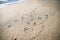 Seagull tracks on a sunny beach