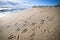 Seagull tracks on a sunny beach