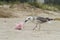 A seagull with a trash bag near on a beach by the sea, Black Sea, Zatoka, Odesa, Ukraine