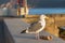 Seagull with a trash paper.