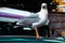 Seagull traveling on the car, getting used to be part of urban life. closeup.
