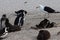 Seagull trying to steal penguin eggs from group of nesting penguins