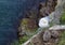 Seagull with two baby gull chicks