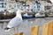 Seagull in a typically British seaside town setting