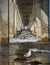 Seagull under the pier