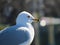 Seagull up close beautiful looking into the distance