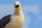 This seagull is upset and scolds the photographer.