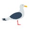 Seagull vector illustration.