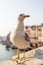 Seagull in Venice