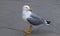 Seagull in Venice