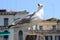 Seagull in Venice, Italy