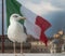 Seagull in Venice in Italy