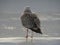 Seagull at Wadden Sea