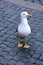 Seagull waiting for feed in the streets of Rome