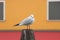 A seagull waiting in front of a red and yellow wall in Burano Venice, Italy.