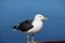 Seagull waiting for some food on the boat